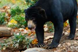 Sun bear Xander