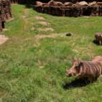 Warthogs in habitat