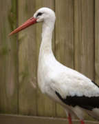 A white stork in its zoo habitat.