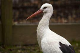 A white stork in its zoo habitat.