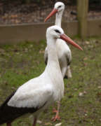 Two white storks in their zoo habitat.