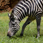 A zebra grazing on green grass