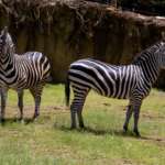 Zebra in Twiga Terrace