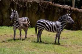Zebra in Twiga Terrace