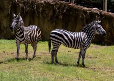 Zebra in Twiga Terrace