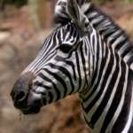 A zebra