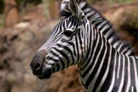 A zebra