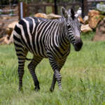 Zebra in Twiga Terrace