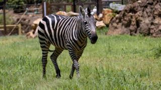 Zebra in Twiga Terrace